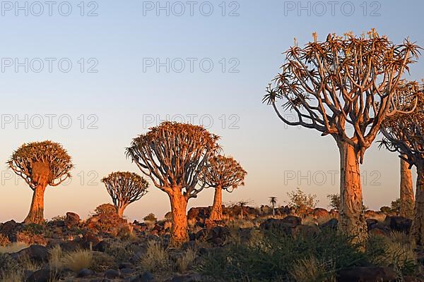 Quiver tree