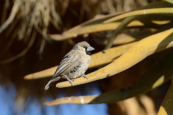 Sociable Weaver