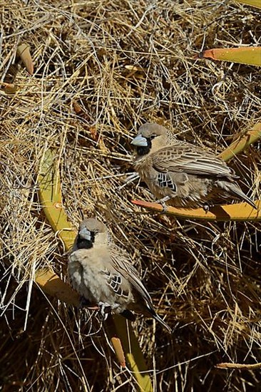 Sociable Weaver