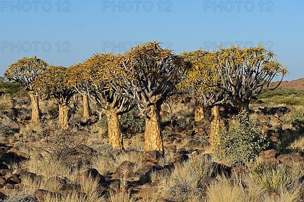 Quiver Trees