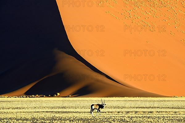 Gemsbok