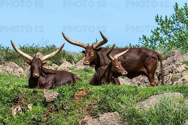 Watussi cattle