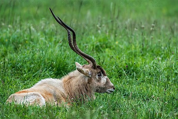 Addax