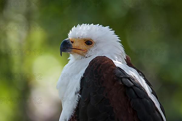 African Fish Eagle