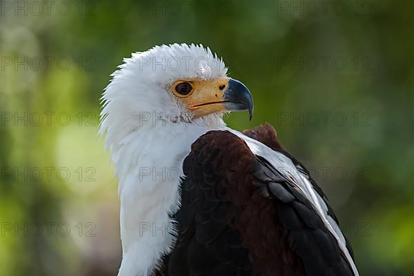 African Fish Eagle