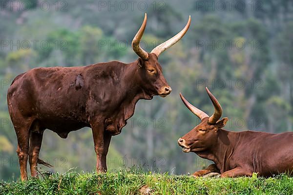 Watussi cattle