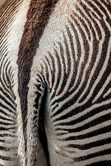 Grevy's zebra