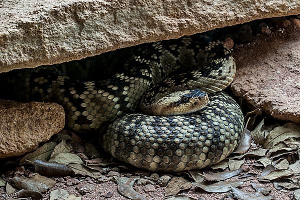 Northern black-tailed rattlesnake