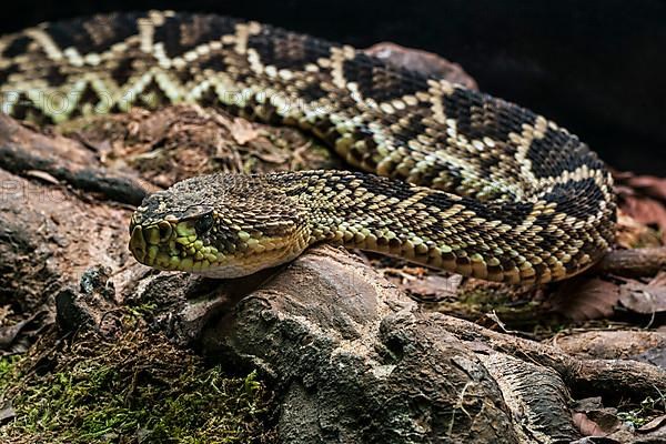 Eastern diamondback rattlesnake