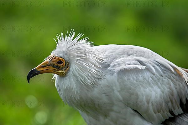 Egyptian vulture