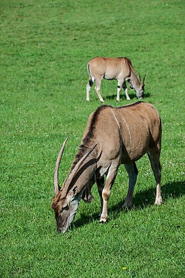 Tragelaphus oryx