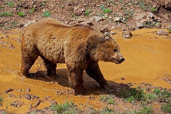 European brown bear