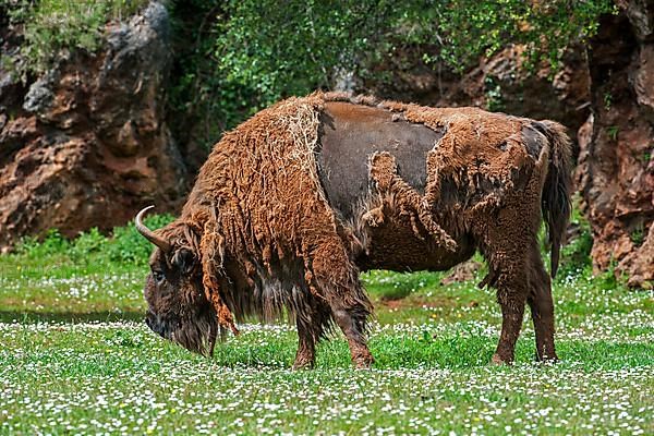 Moulting European bison