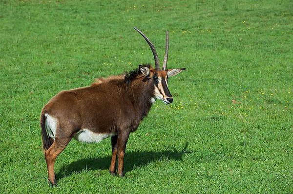 Sable antelope