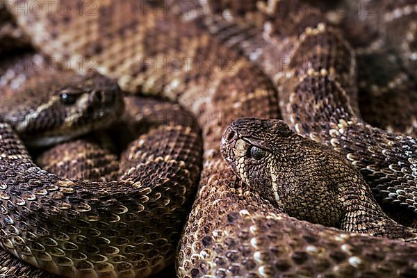 Two Western diamondback rattlesnakes