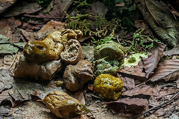 Fresh droppings from Eastern diamondback rattlesnake