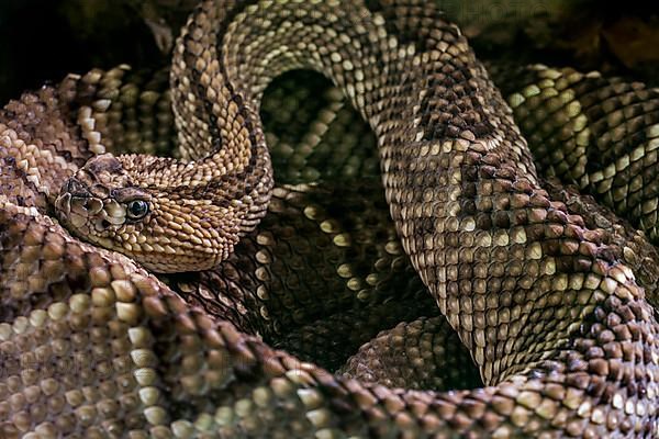 South American rattlesnake