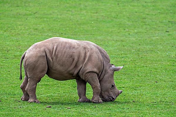 White rhinoceroses