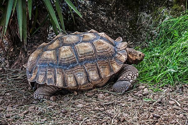 Geochelone sulcata