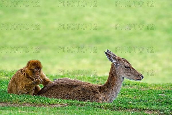 Barbary macaque