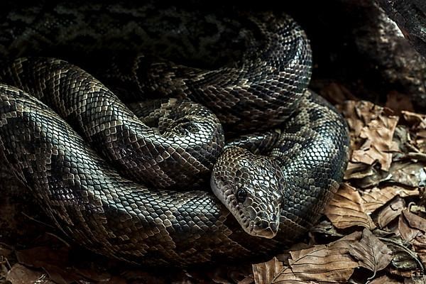 Cuban boa