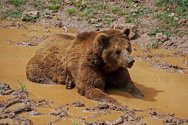 European brown bear