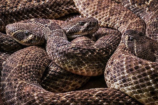 Three Western diamondback rattlesnakes