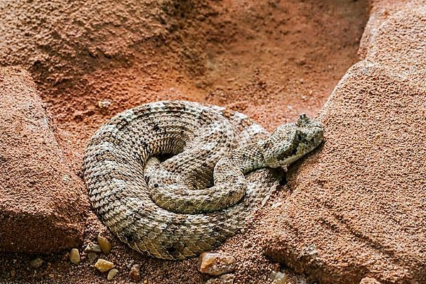 Horned Rattlesnake