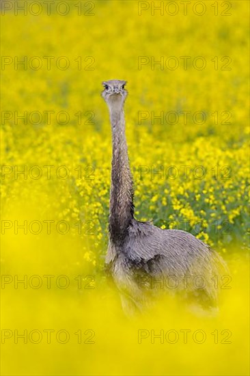 Greater rhea