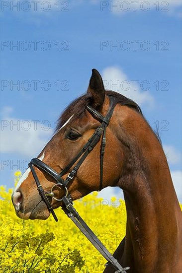 Brown Trakehner horse