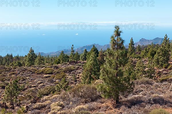 Pine trees on high plateau