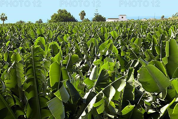 Dwarf banana