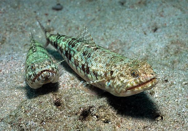 Variegated lizardfish