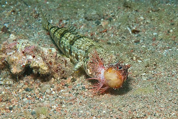 Variegated lizardfish