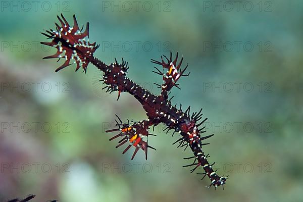 Ornate ghost pipefish