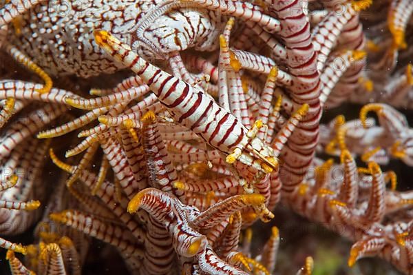 Feather star shrimp