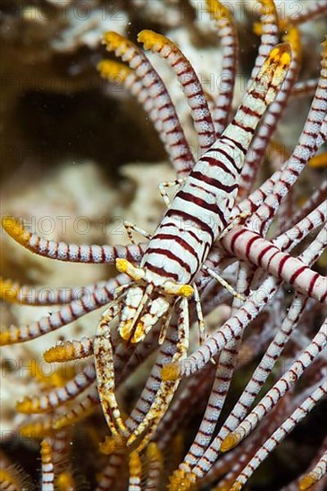 Feather Star Shrimp