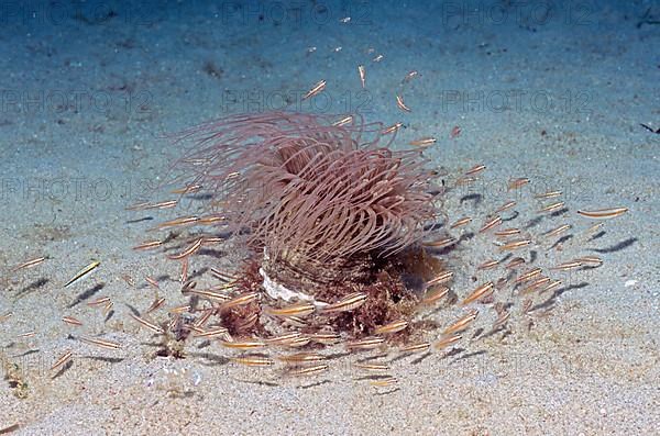 Cylinder rose with fish on seabed