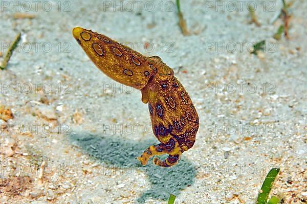 Blue-ringed octopus