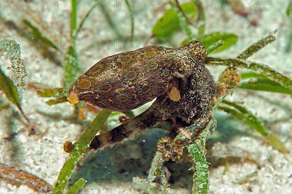 Blue-ringed octopus