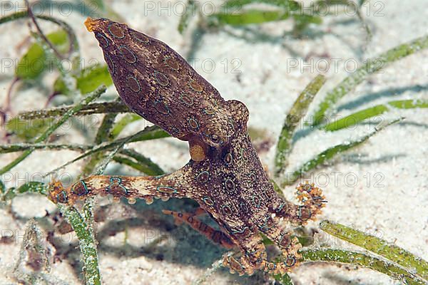 Greater blue-ringed octopus