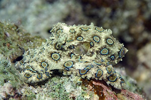 Greater blue-ringed octopus