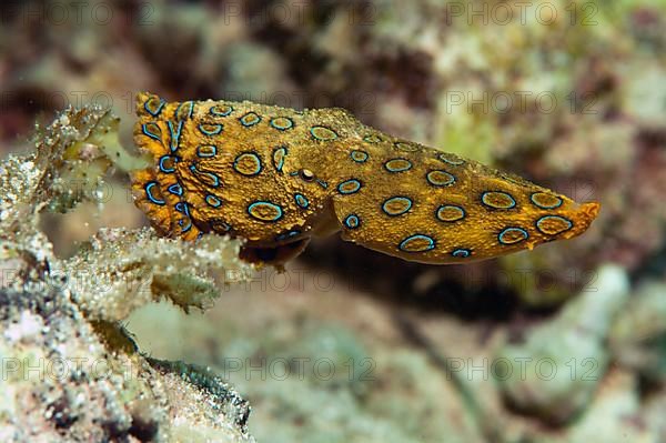 Greater blue-ringed octopus