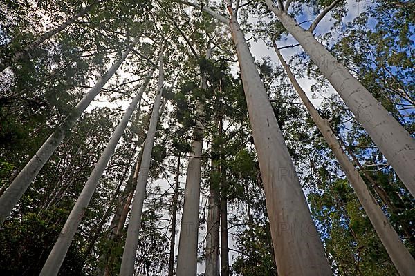 Australian White Birch