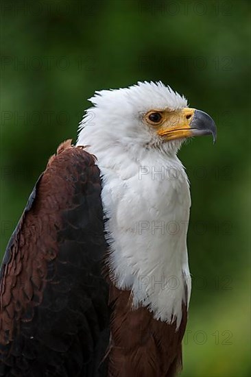 African Fish Eagle