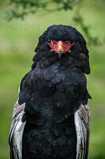 Close-up of the bateleur