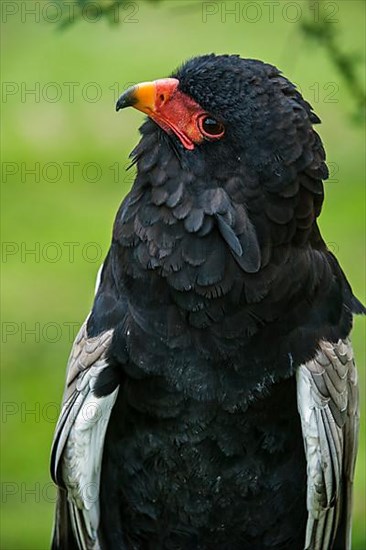 Close-up of the bateleur