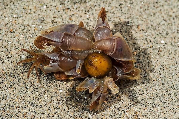 Blue goose barnacles