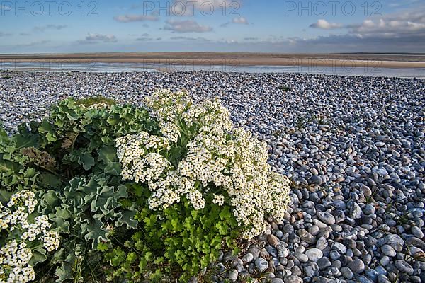 Sea kale