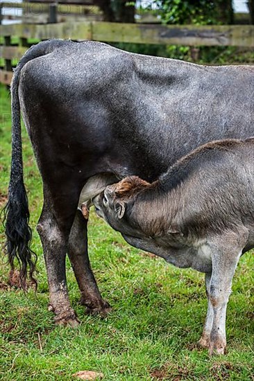 Tudanca cattle